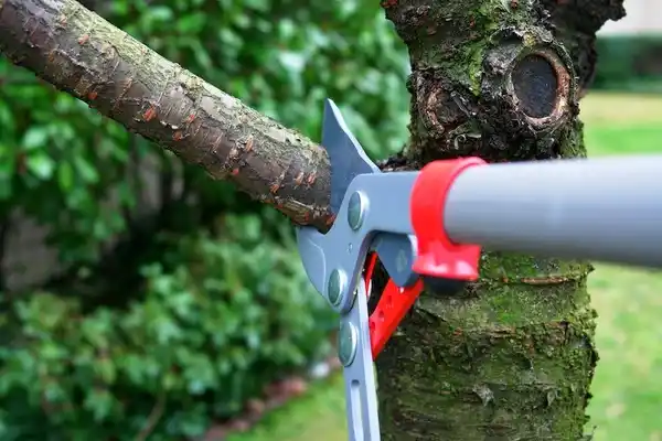 tree services Sussex